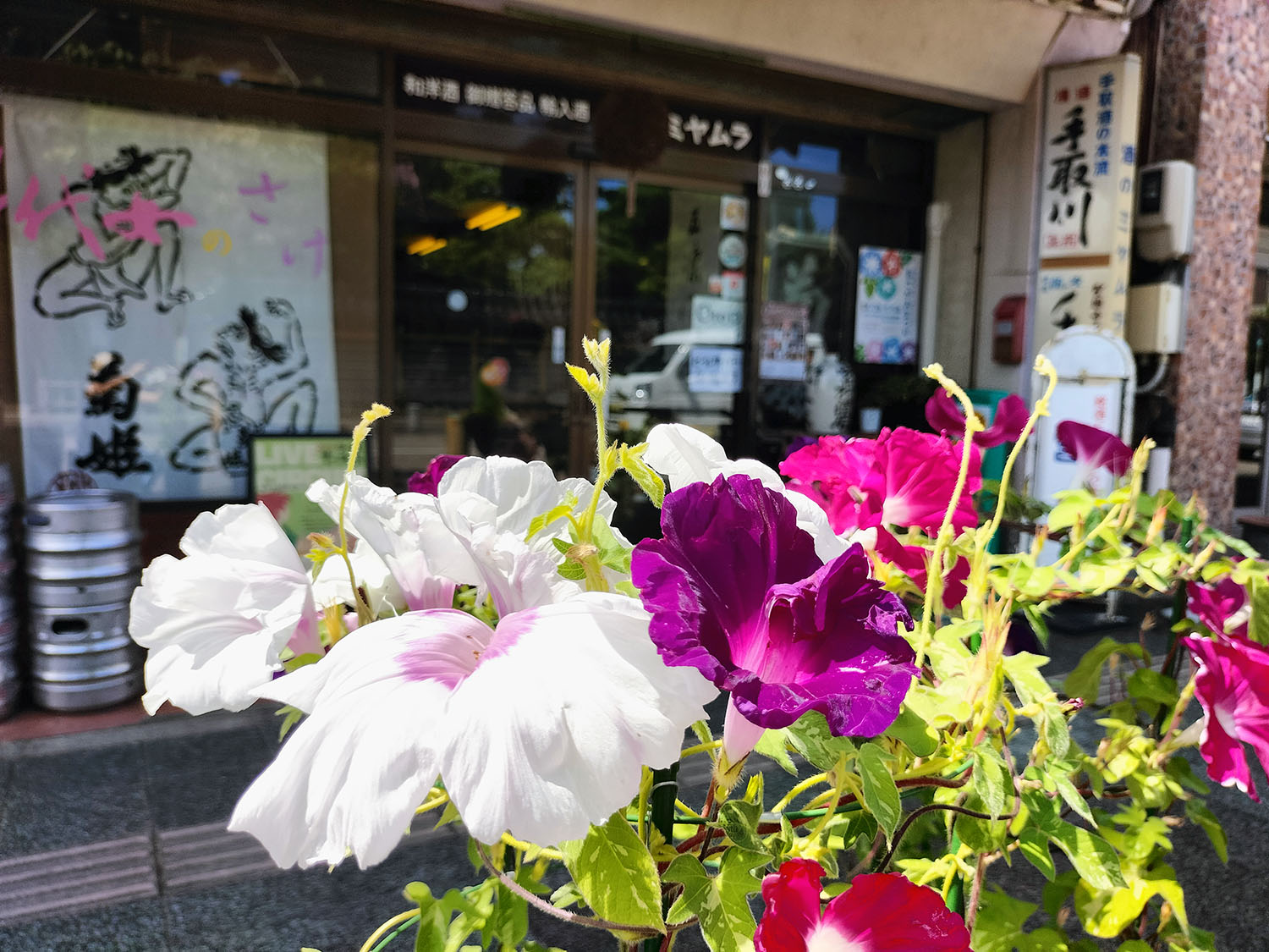 あさがお写真10