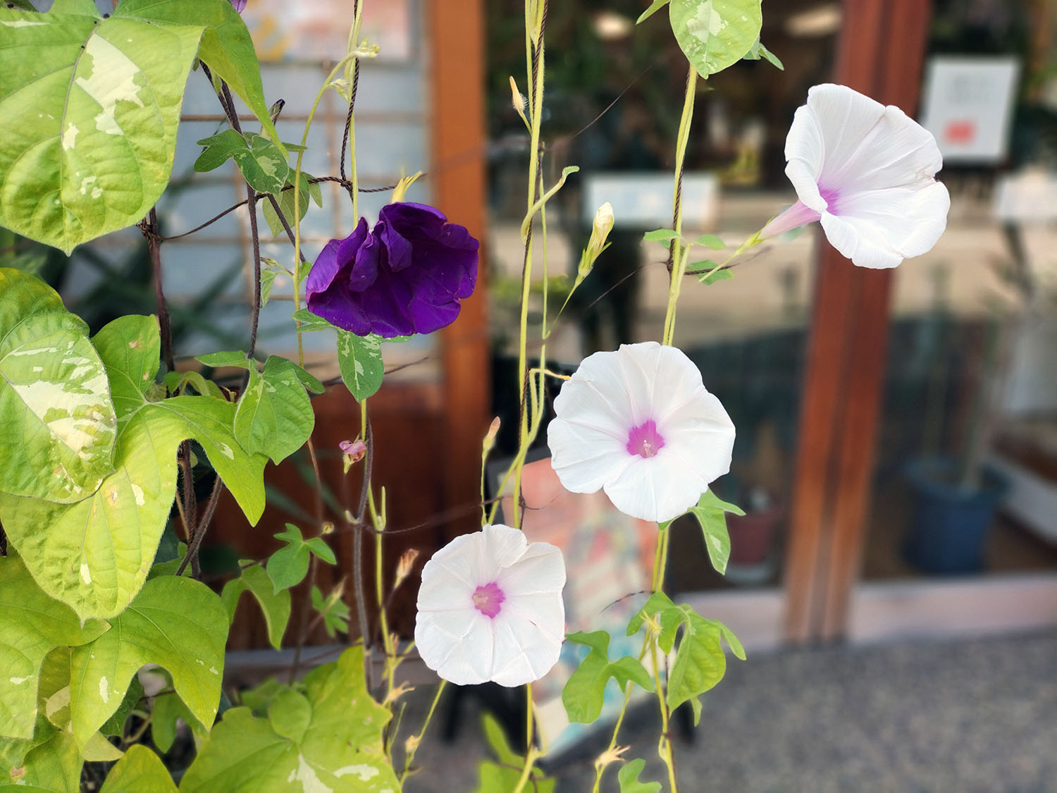 あさがお写真20