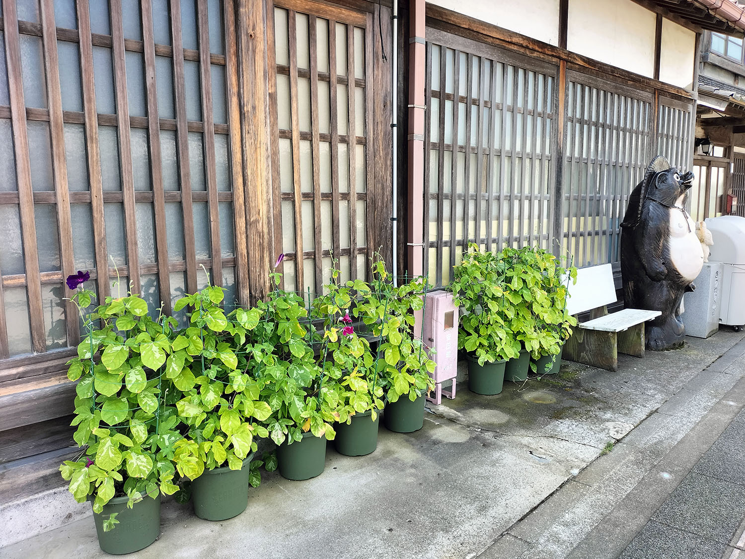 あさがお写真21