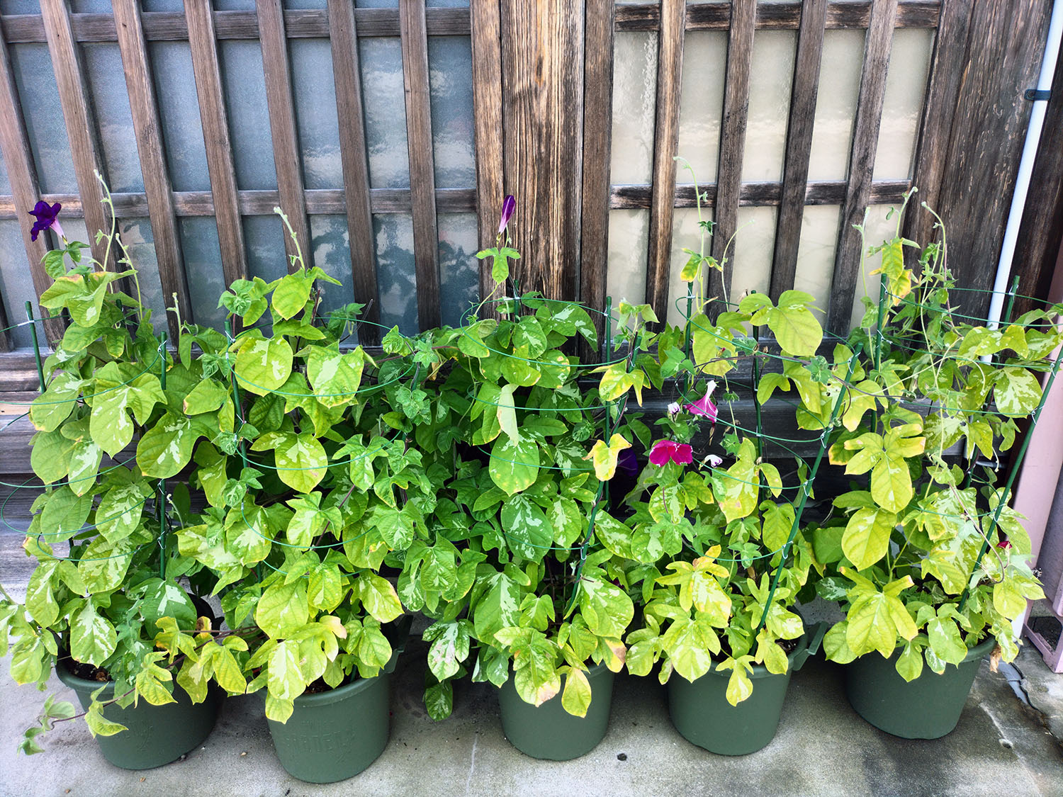 あさがお写真22