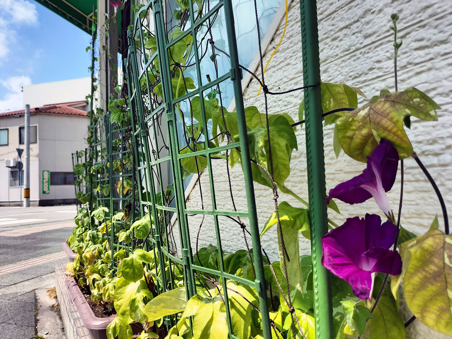 あさがお写真24