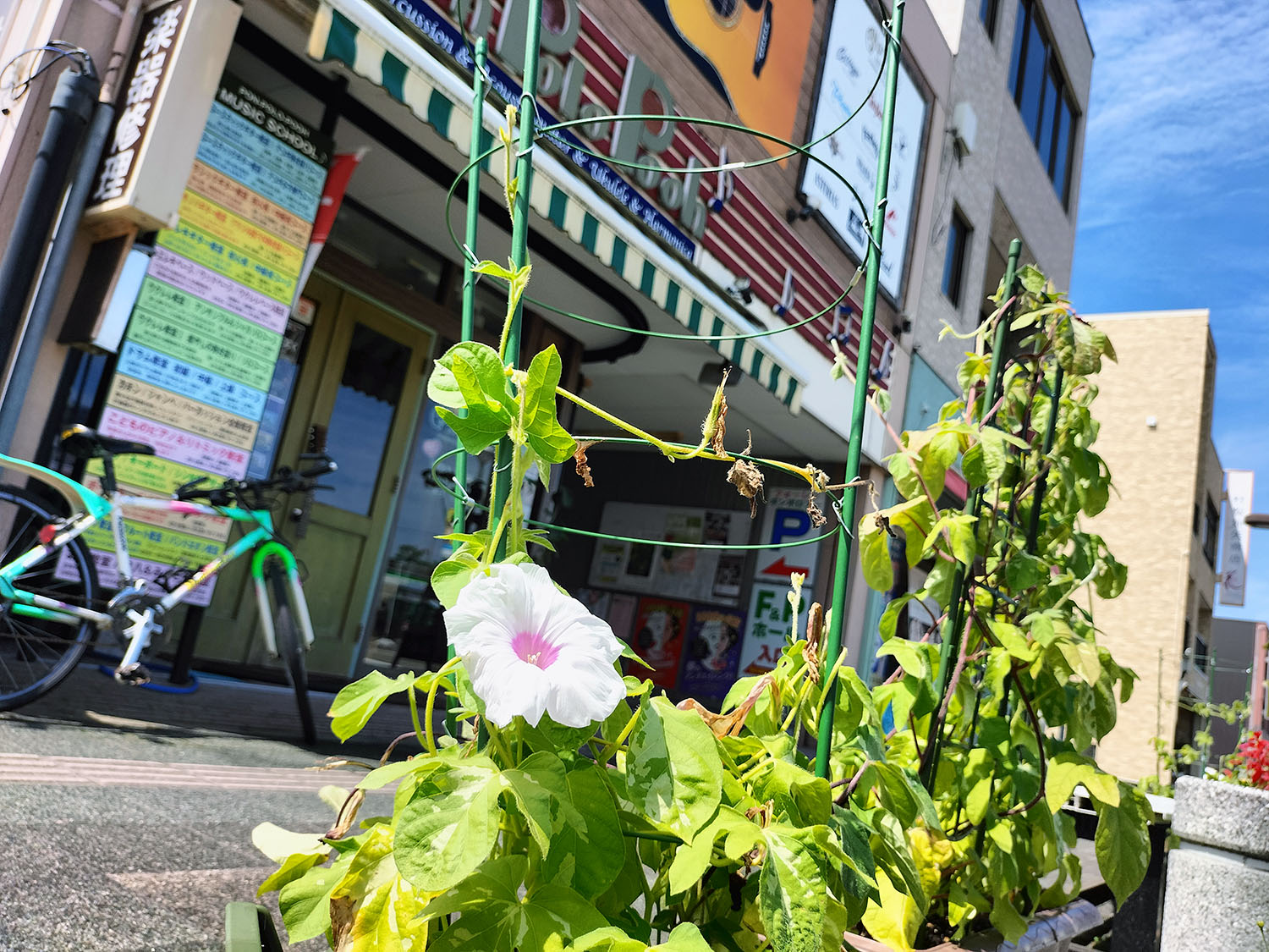 あさがお写真26