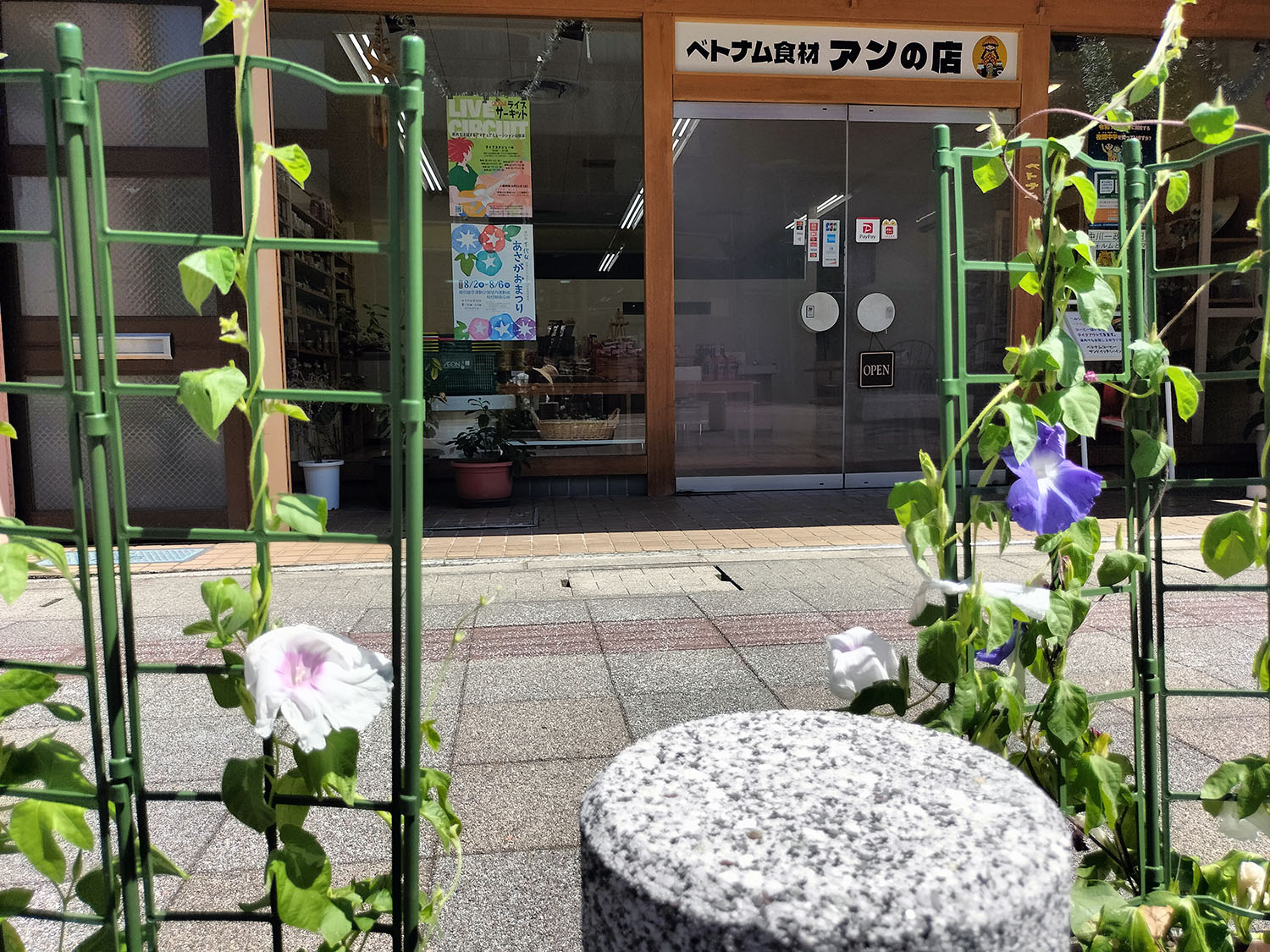 あさがお写真27