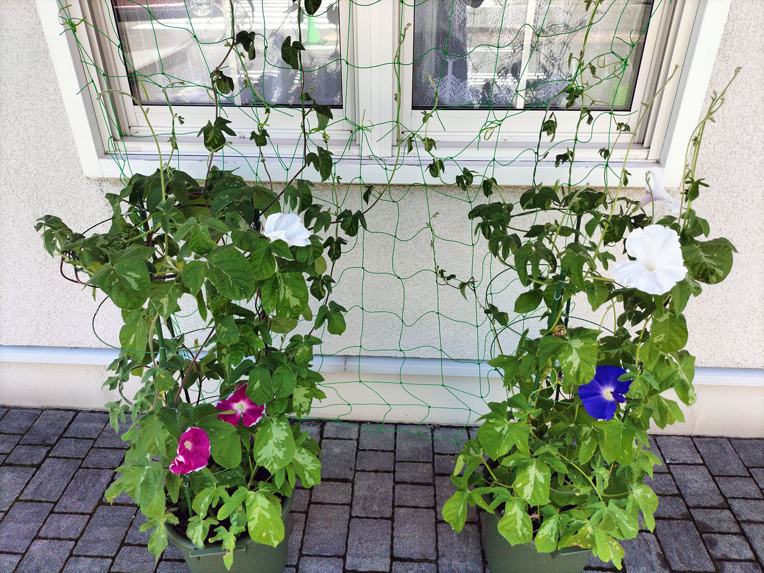 あさがお写真30