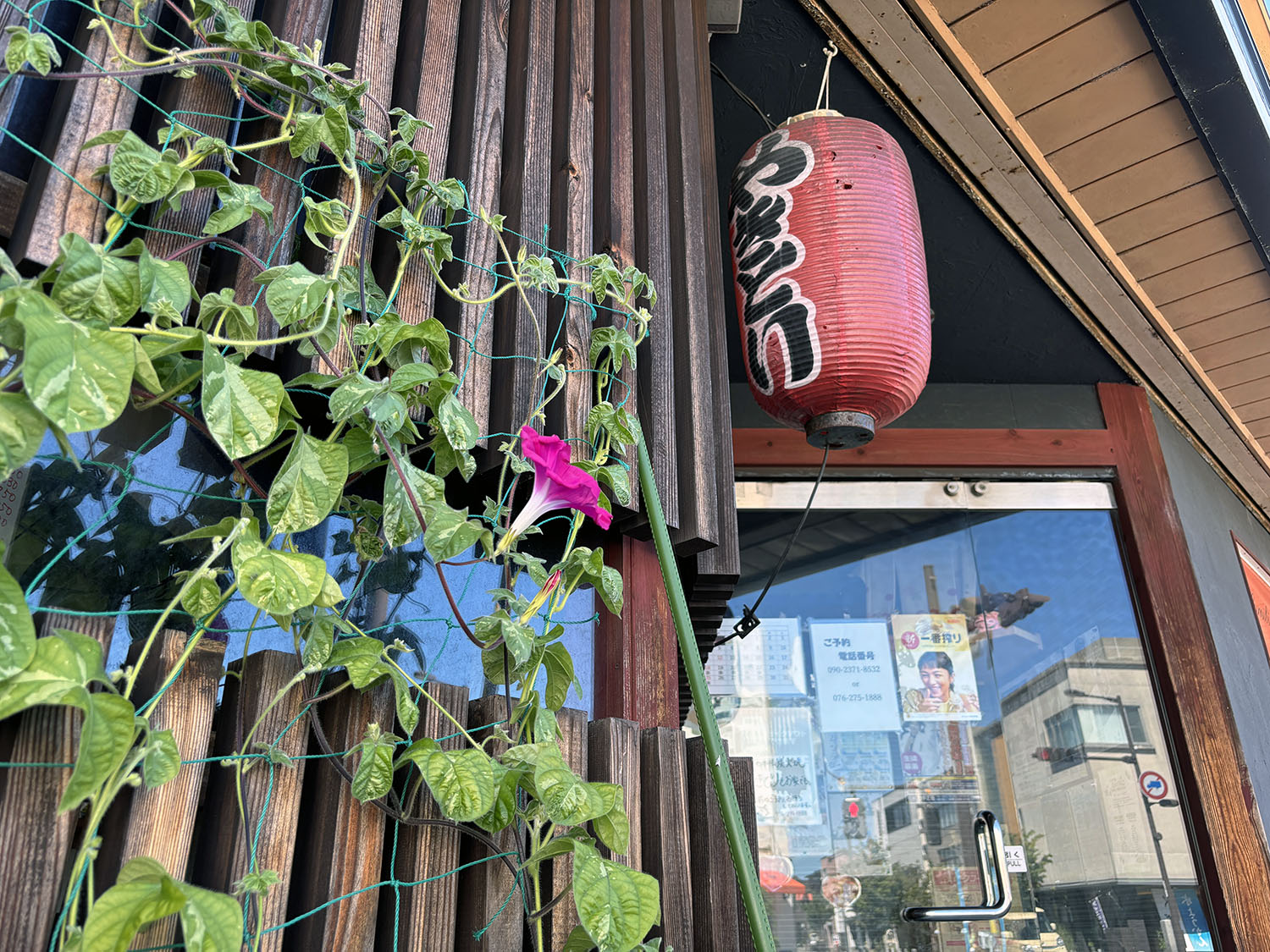 あさがお写真32