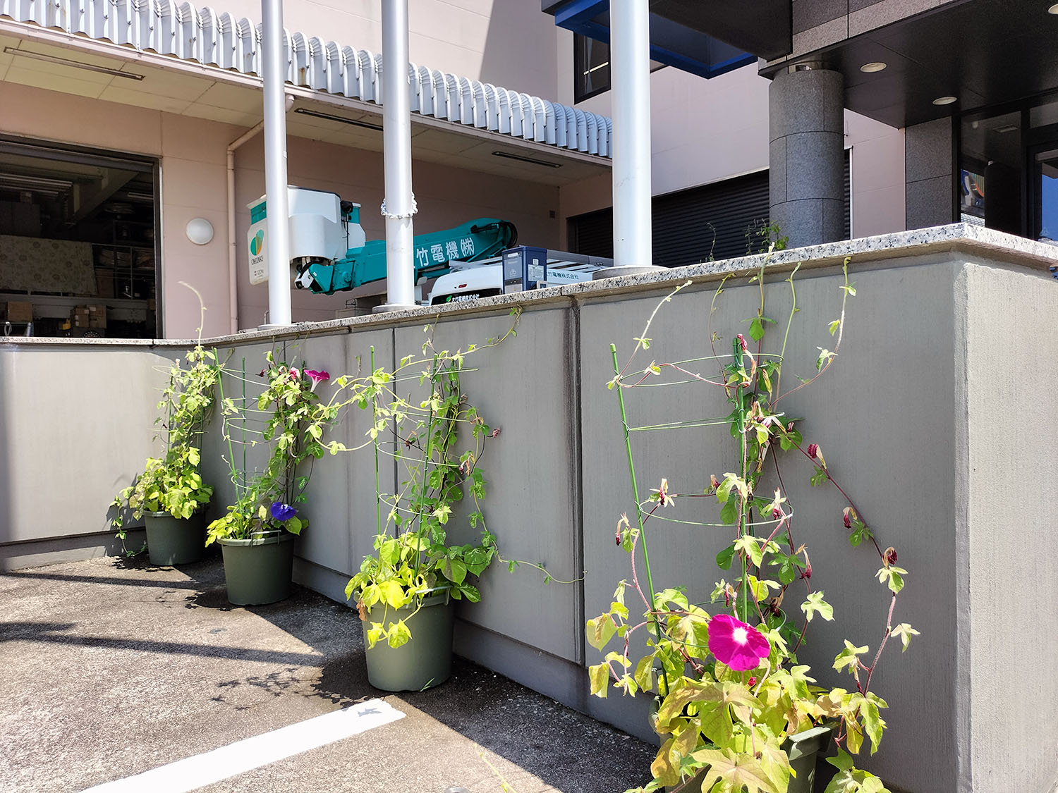 あさがお写真36