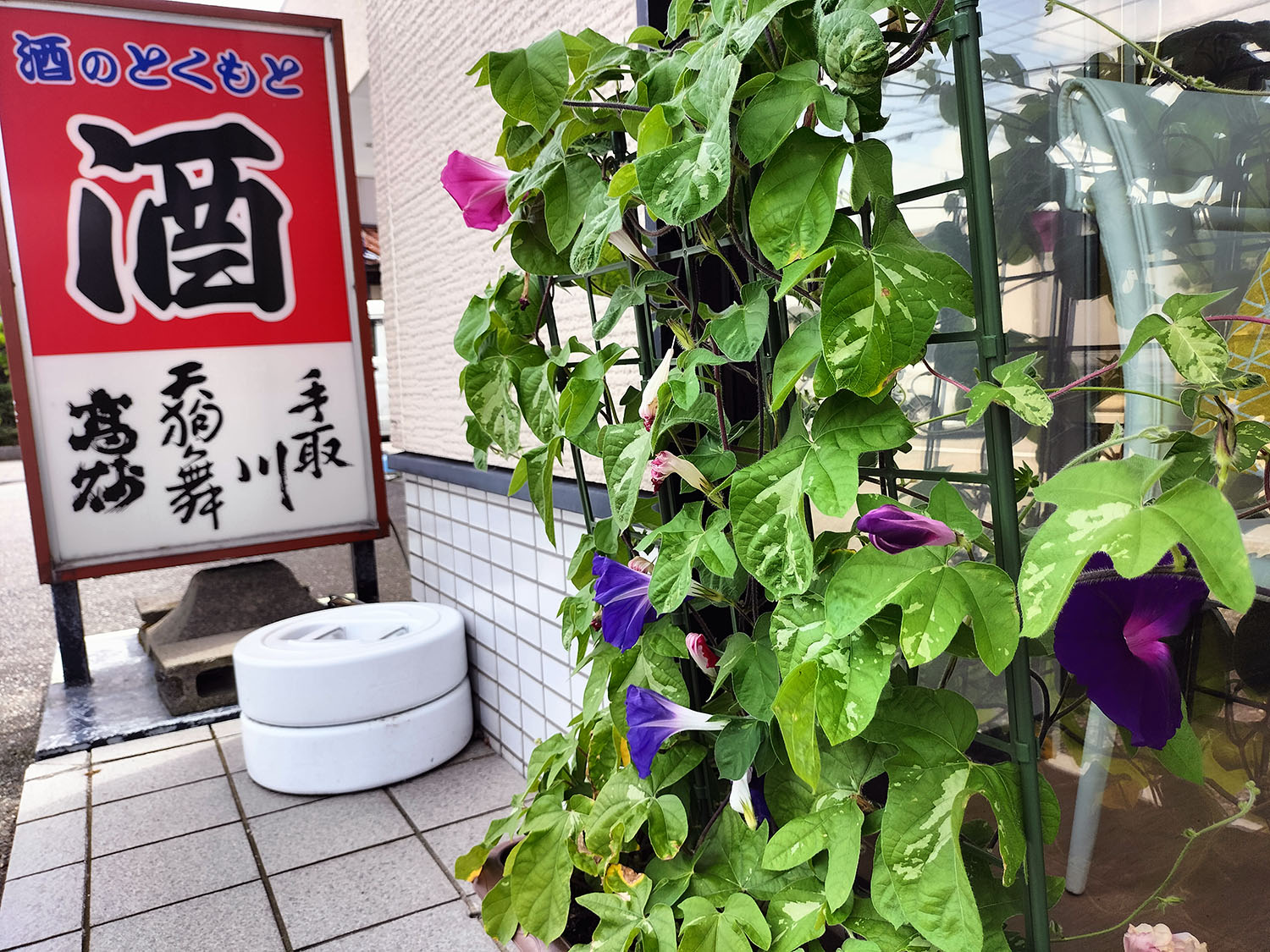 あさがお写真38