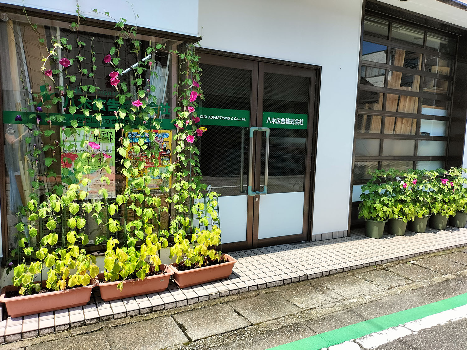 あさがお写真39