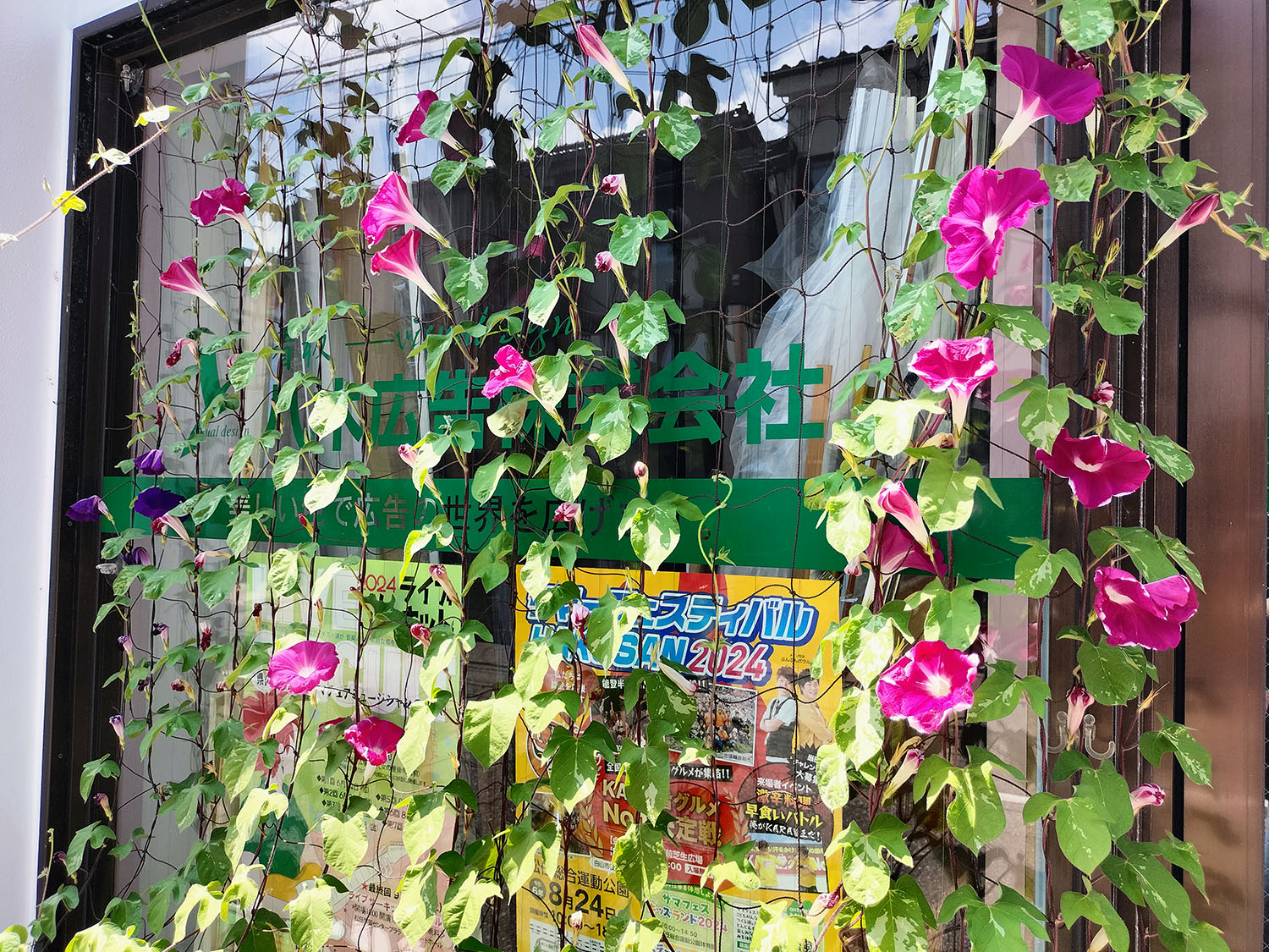 あさがお写真40