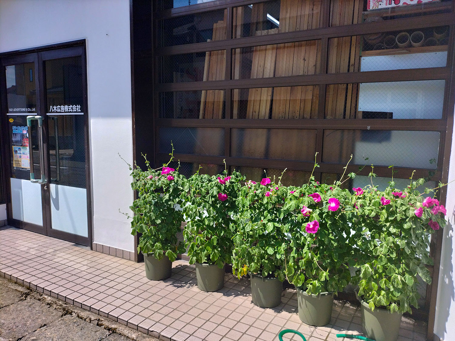 あさがお写真10