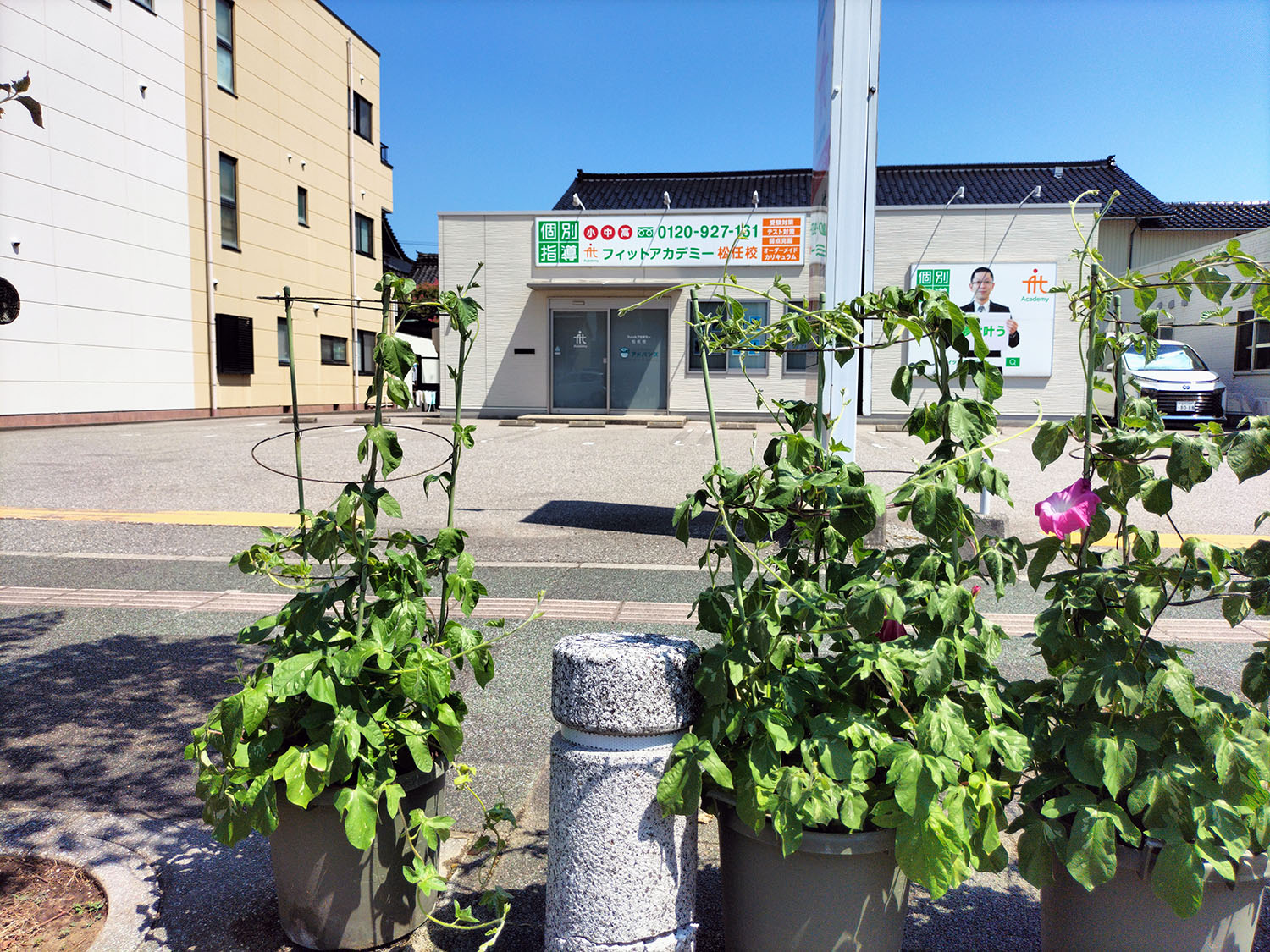 あさがお写真11