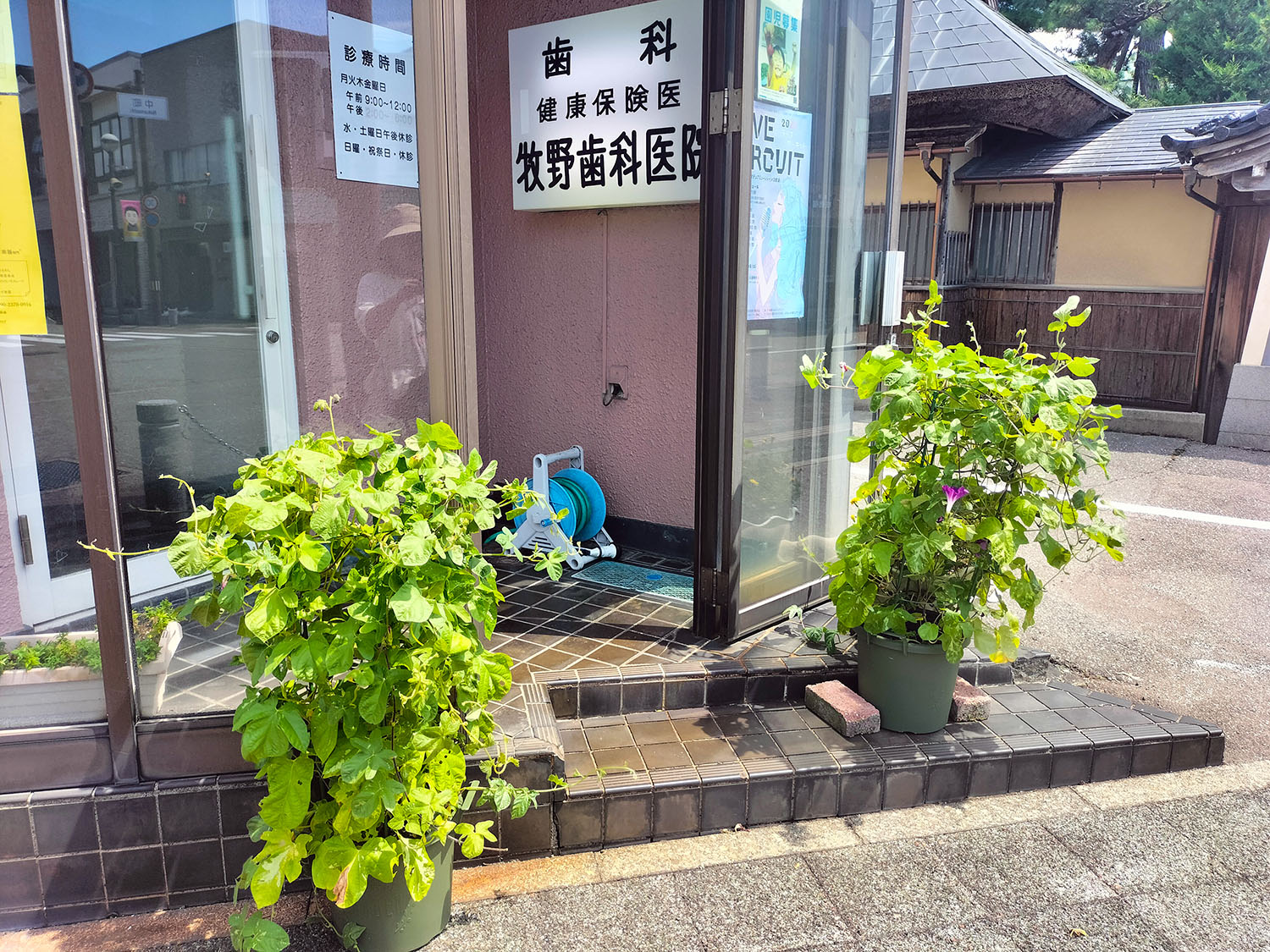 あさがお写真13