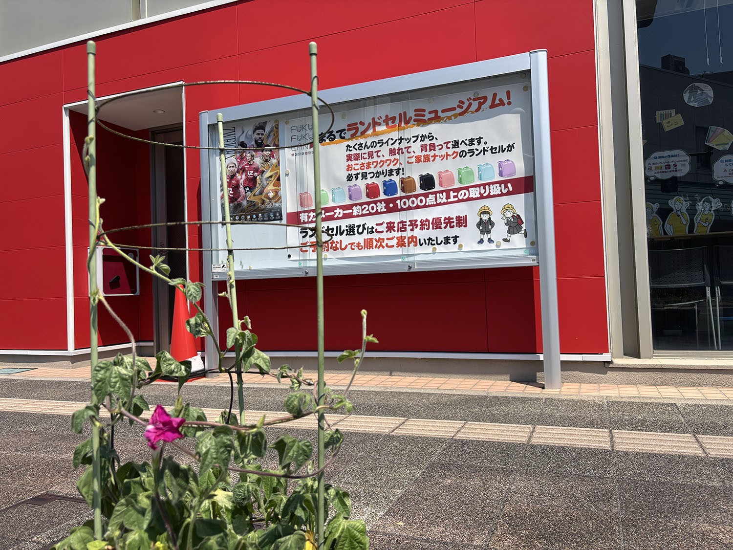 あさがお写真16