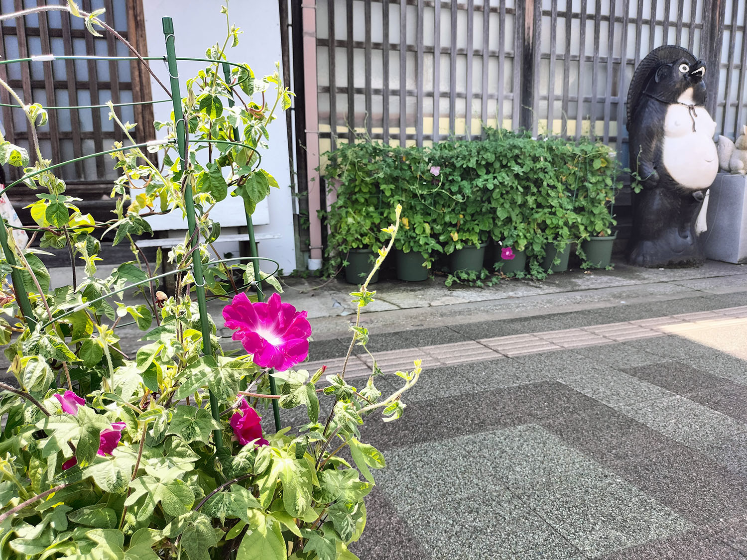 あさがお写真22