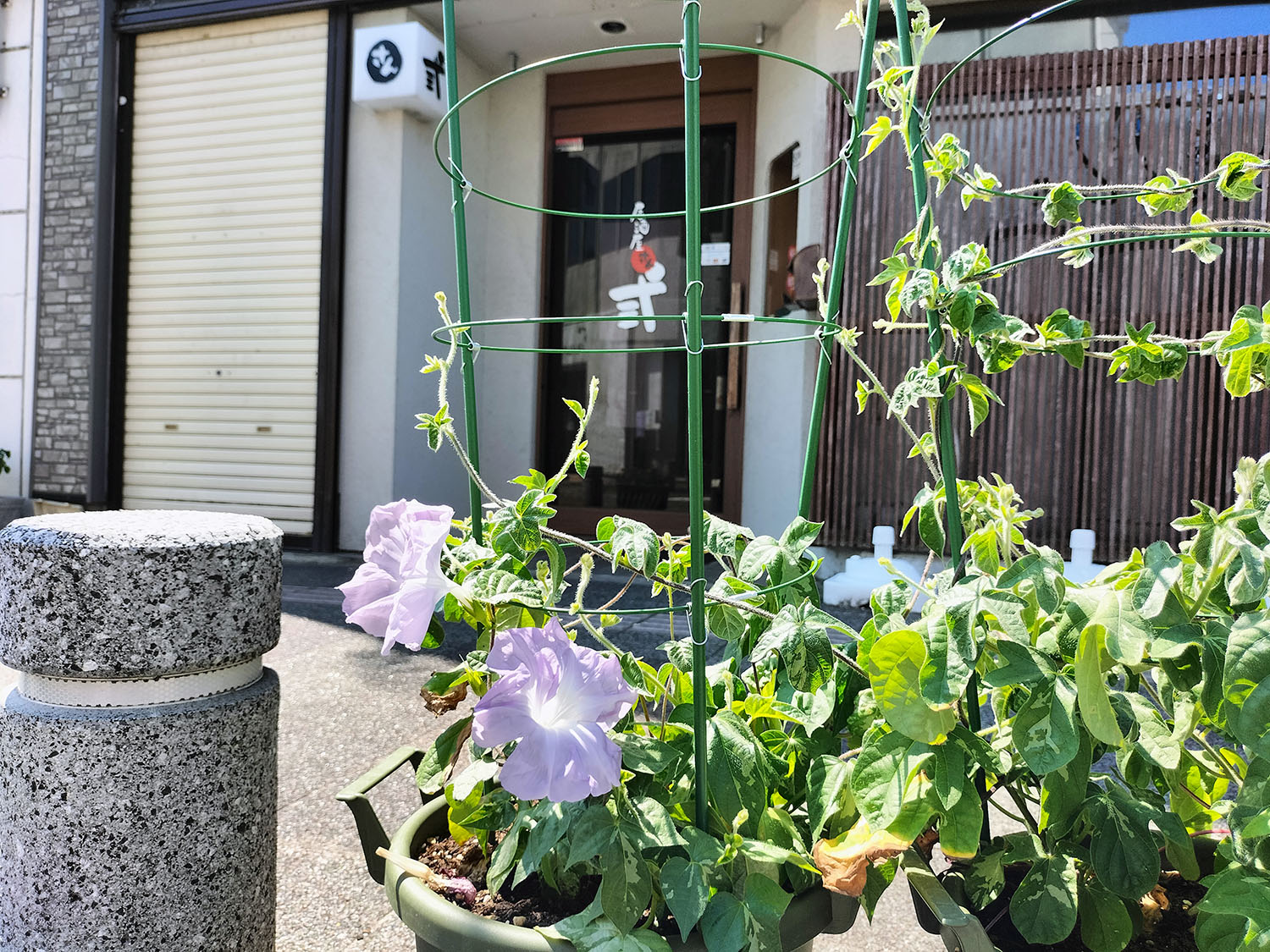 あさがお写真25