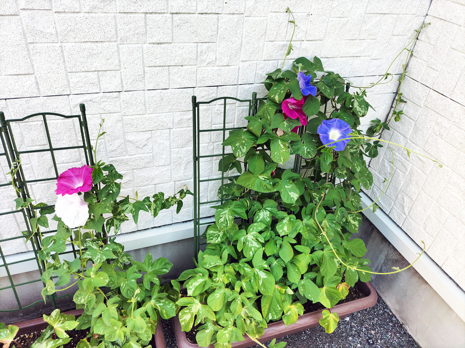 あさがお写真26