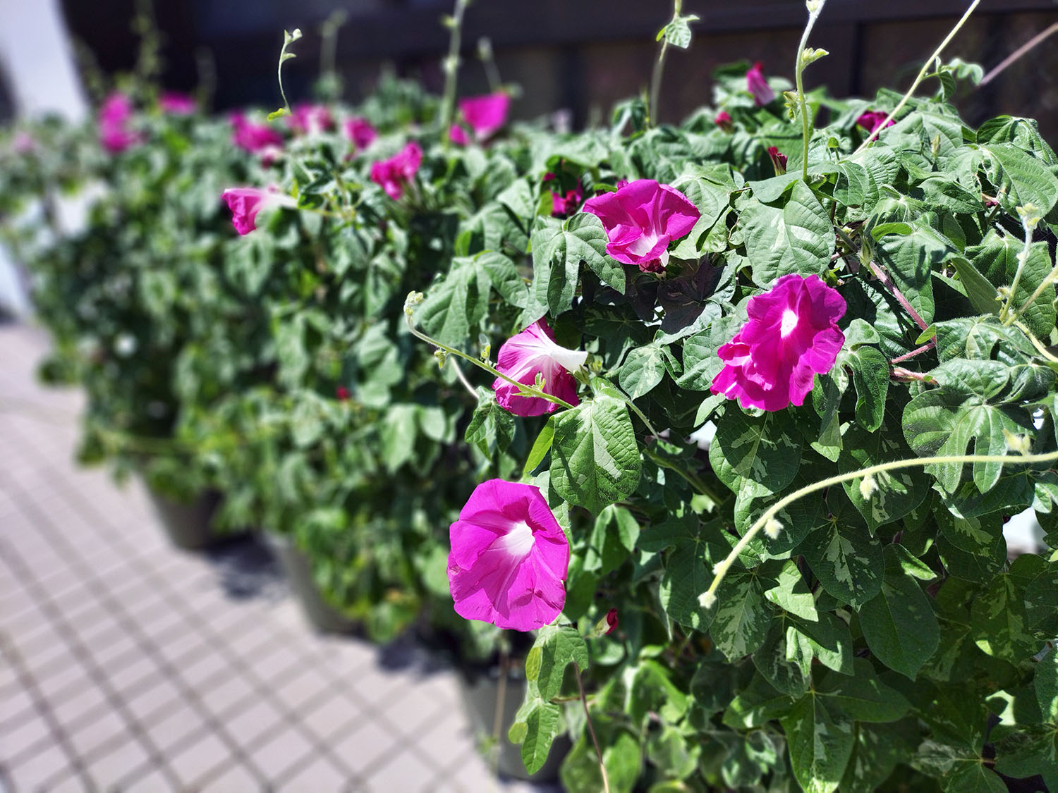 あさがお写真27