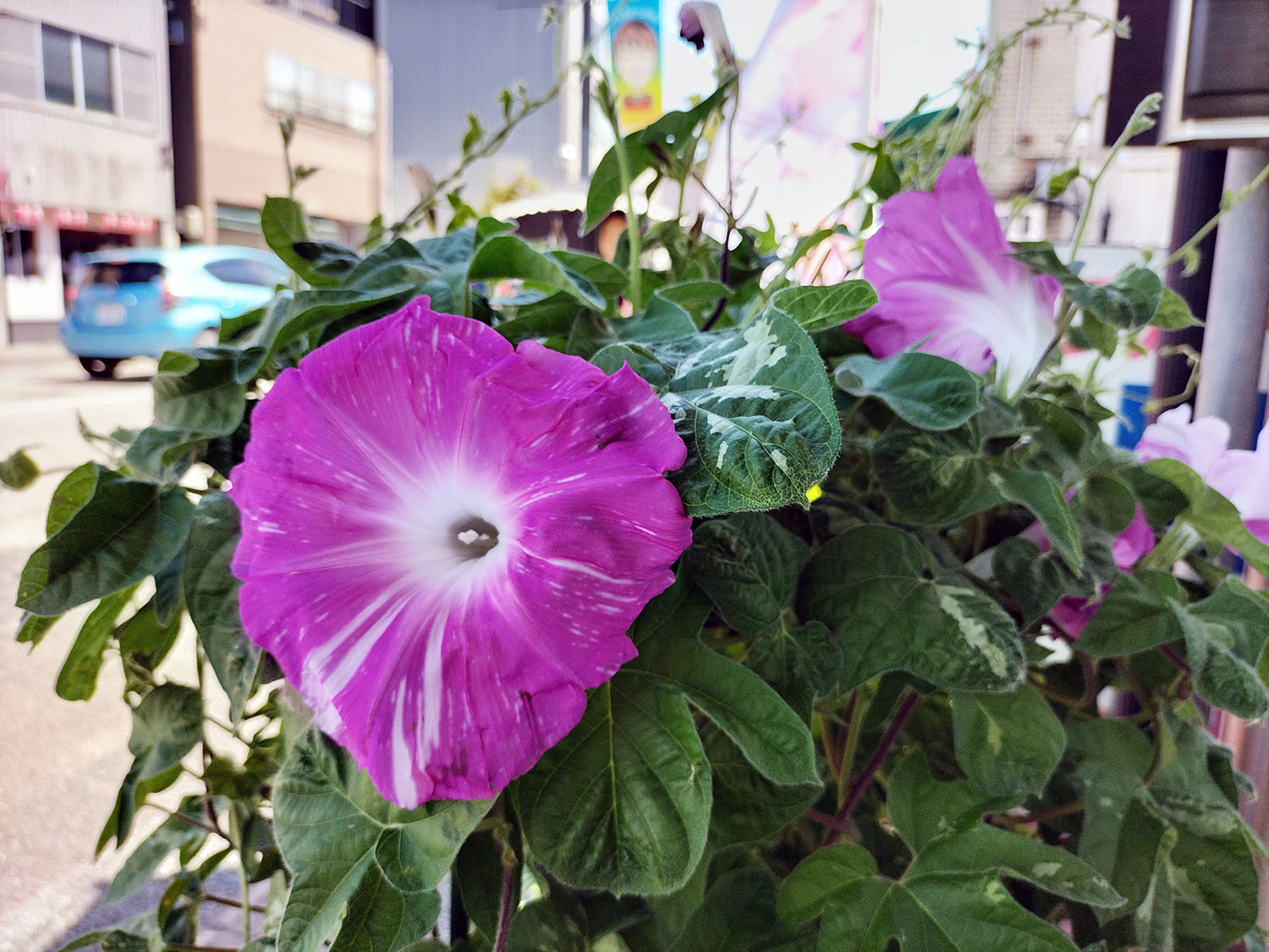 あさがお写真28