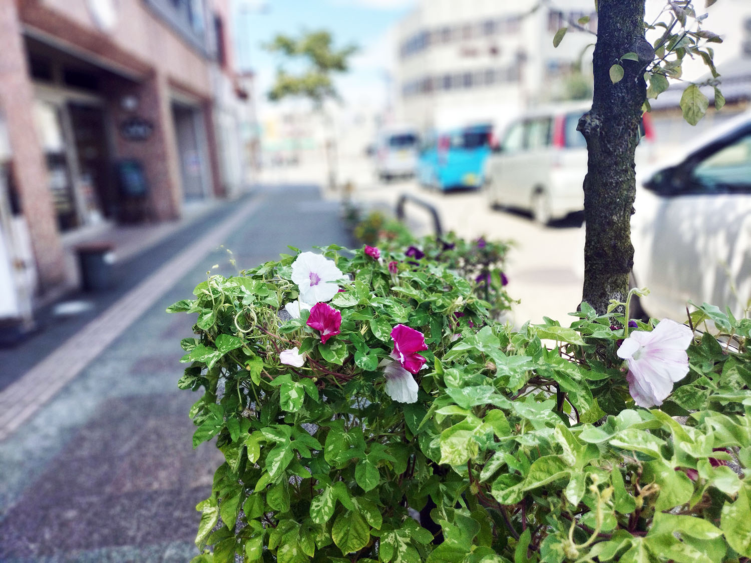 あさがお写真30