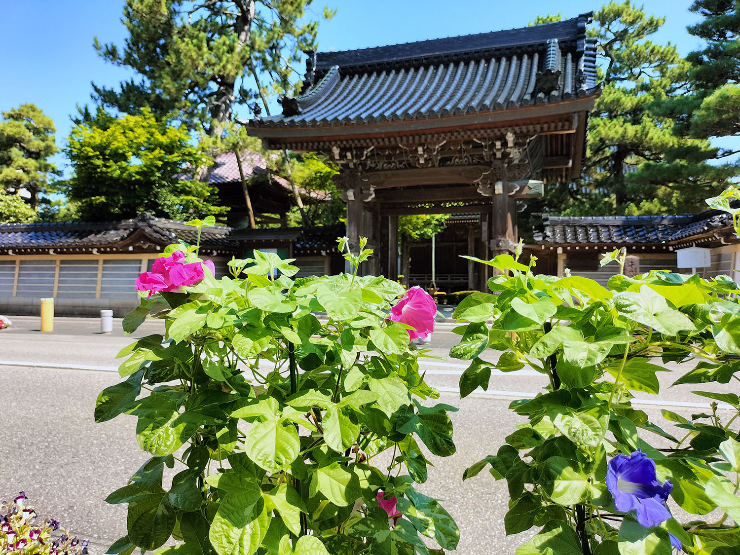 あさがお写真31