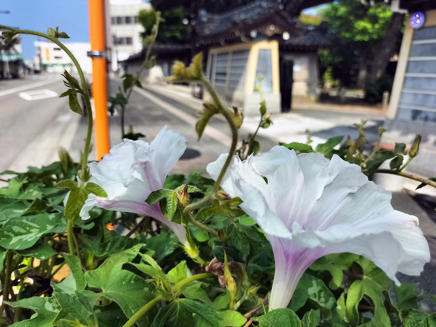 あさがお写真32